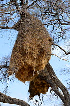 Sociable weaver (Philetairus socius)  nesting colony in tree, Etosha National Park, Namibia, Africa