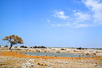 Okaukuejo waterhole during dry season with various species drinking, Etosha National Park, Namibia, Africa