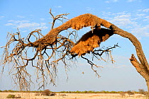 Sociable Weaver (Philetairus socius) nesting colony in tree, dry season, Etosha National Park, Namibia, Africa