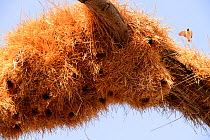 Sociable weaver (Philetairus socius) nesting colony in tree, Etosha National Park, Namibia, Africa