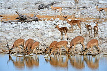Black faced Impala herd (Aepyceros melampus petersi) drinking at waterhole during dry season with Springbok  (Antidorcas marsupialis) behind, Etosha National Park, Namibia, Africa