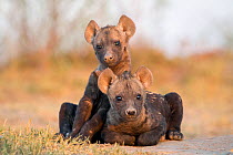 Spotted hyena (Crocuta crocuta) two cubs sat together. Liuwa Plain National Park, Zambia. May