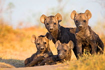Spotted hyena (Crocuta crocuta) cubs sat together in group. Liuwa Plain National Park, Zambia. May