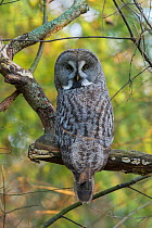 Great Grey Owl (Strix nebulosa) head turned 180 degrees looking over back, Finland. November.