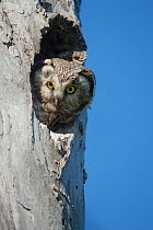 Tengmalm's owl (Aegolius funereus) adult looking out of nest hole in tree. Finland. June.