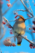 Bohemian Waxwing (Bombycilla garrulus), perched with  berries, Finland. December.