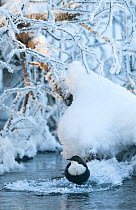 European Dipper (Cinclus cinclus) on ice next to stream,  winter, Finland. February.