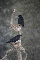 Common raven (Corvus corax) two  perched on branch, Finland. March.