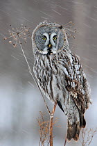 Great grey owl (Strix nebulosa) perched on dead umbellifer plant,  winter, Finland, February.