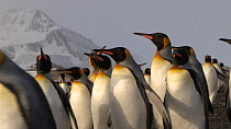 King penguins (Aptenodytes patagonicus) in a breeding colony, with mountains in the background, Salisbury Plain, South Georgia.