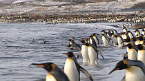 King penguins (Aptenodytes patagonicus) walking towards and entering the sea near their breeding colony, Salisbury Plain, South Georgia.