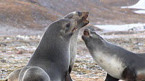 Antarctic fur seals (Arctocephalus gazella) fighting on a beach, Salisbury Plain, South Georgia.