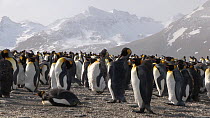 King penguins (Aptenodytes patagonicus) preening in breeding colony, with mountains in the background, Salisbury Plain, South Georgia.