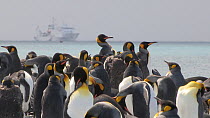 King penguins (Aptenodytes patagonicus) preening with an icebreaker ship in the background, Salisbury Plain, South Georgia.