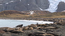 Wide angle shot of a Southern elephant seal (Mirounga leonina) colony hauled out on a beach, Bertrab Glacier in the background, Gold Harbour, South Georgia.