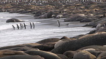 Group of King penguins (Aptenodytes patagonicus) entering the sea with a large number of Southern elephant seals (Mirounga leonina) hauled out on the shore, Gold Harbour, South Georgia.