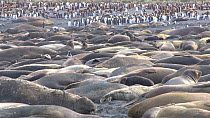 Southern elephant seals (Mirounga leonina) resting, hauled out on the shore, Gold Harbour, South Georgia.