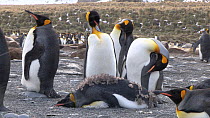 Moulting King penguins (Aptenodytes patagonicus) resting and preening on a beach, Gold Harbour, South Georgia.