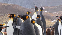 King penguins (Aptenodytes patagonicus) preening and displaying in a colony, Gold Harbour, South Georgia.