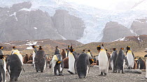 King penguins (Aptenodytes patagonicus) preening in breeding colony, Bertrab Glacier in the background, Gold Harbour, South Georgia.