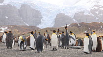 King penguins (Aptenodytes patagonicus) displaying and preening in breeding colony, Bertrab Glacier in the background, Gold Harbour, South Georgia.