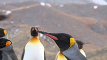 King penguin (Aptenodytes patagonicus) displaying, Gold Harbour, South Georgia.