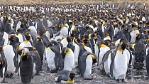King penguin (Aptenodytes patagonicus) breeding colony, Gold Harbour, South Georgia.