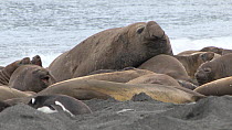 Male Southern elephant seals (Mirounga leonina) displaying and mock charging surrounded by a harem of females, Gold Harbour, South Georgia.