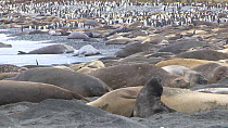 Southern elephant seals (Mirounga leonina) hauled out on a beach resting, with a King penguin (Aptenodytes patagonicus) colony in the background, Gold Harbour, South Georgia.