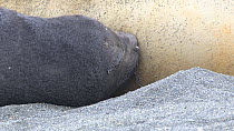 Southern elephant seal (Mirounga leonina) pup suckling, Gold Harbour, South Georgia.