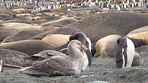 Southern giant petrel (Macronectes giganteus) preening on a beach, with Gentoo penguins (Pygoscelis papua) and Southern elephant seals (Mirounga leonina) in the background, Gold Harbour, South Georgia...