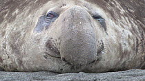 Close up of a male Southern elephant seal (Mirounga leonina) resting on a beach, Gold Harbour, South Georgia.
