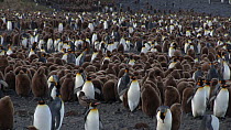 Panning shot of King penguins (Aptenodytes patagonicus) in a breeding colony, Prion Island, South Georgia.