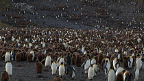 Wide angle shot of a King penguin (Aptenodytes patagonicus) breeding colony, Prion Island, South Georgia.