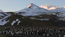 Wide angle shot of a King penguin (Aptenodytes patagonicus) breeding colony, Prion Island, South Georgia.