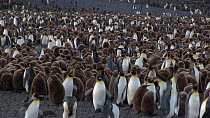 Wide angle shot of King penguins (Aptenodytes patagonicus) in a breeding colony, Prion Island, South Georgia.