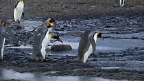 King penguins (Aptenodytes patagonicus) wading through mud, Prion Island, South Georgia.
