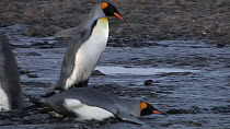 King penguins (Aptenodytes patagonicus) wading through mud and falling over, Prion Island, South Georgia.