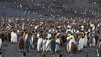 Panning shot of a King penguin (Aptenodytes patagonicus) breeding colony, Prion Island, South Georgia.