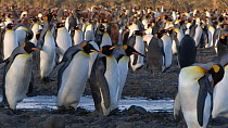 King penguins (Aptenodytes patagonicus) walking in a breeding colony, Prion Island, South Georgia.
