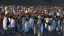 King penguins (Aptenodytes patagonicus) preening in their breeding colony, Prion Island, South Georgia.
