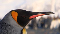 Close up of a King penguin (Aptenodytes patagonicus) in a breeding colony, Prion Island, South Georgia.