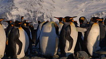 King penguins (Aptenodytes patagonicus) preening in a breeding colony, Prion Island, South Georgia.