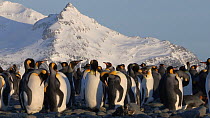 King penguins (Aptenodytes patagonicus) preening in a breeding colony, Prion Island, South Georgia.