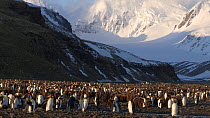 View of a King penguin (Aptenodytes patagonicus) colony with mountains in the background, Prion Island, South Georgia.