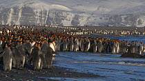 Panning shot of a group of King penguins (Aptenodytes patagonicus) entering the sea from their colony on a beach, Prion Island, South Georgia.