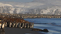 King penguin (Aptenodytes patagonicus) colony on a beach, Prion Island, South Georgia.