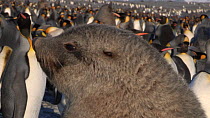 Antarctic fur seal (Arctocephalus gazella) resting on a beach with King penguins (Aptenodytes patagonicus) in the background, Prion Island, South Georgia.