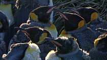 Close up of a group of moulting King penguins (Aptenodytes patagonicus) in a colony, Prion Island, South Georgia.