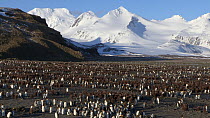 Panning shot of a King penguin (Aptenodytes patagonicus) colony with mountains in the background, Prion Island, South Georgia.
